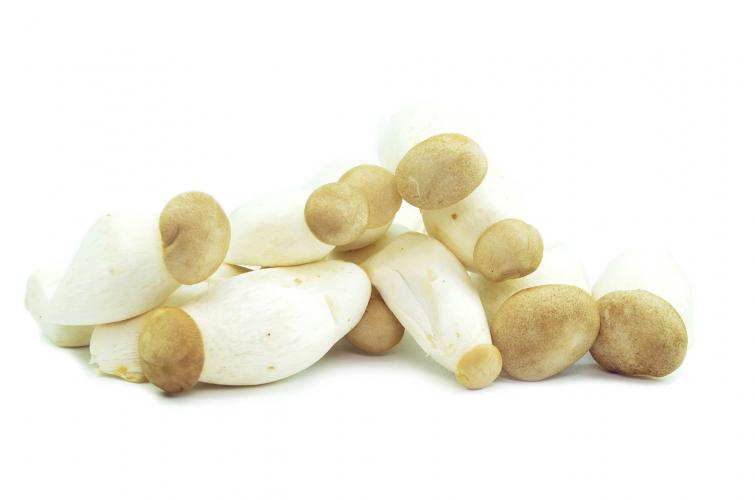 Mini-Kräuterseitling