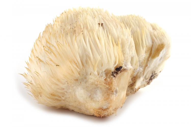 Igel-Stachelbart (Pom-Pom blanc)