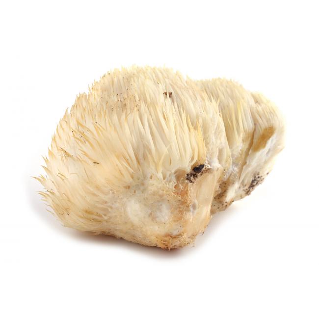Igel-Stachelbart (Pom-Pom blanc)