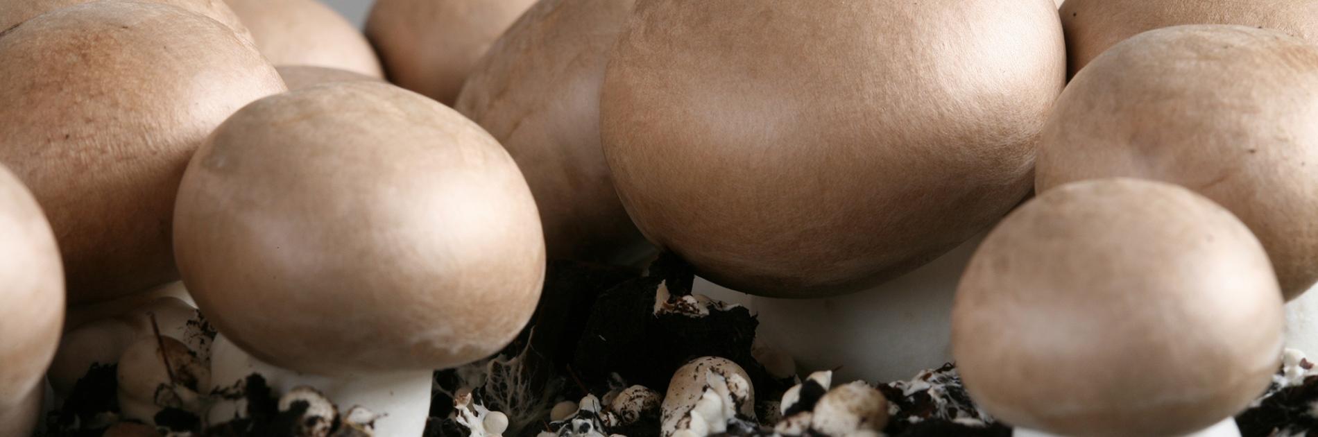 Mit Vitamin D angereicherte Pilze von Limax