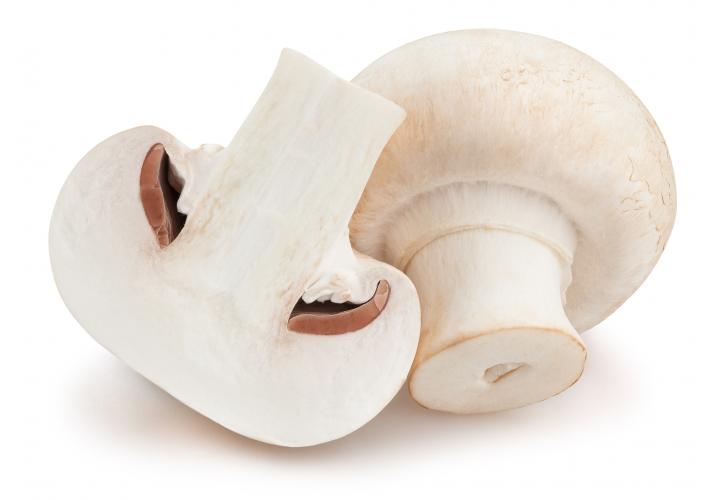 Weißer Pilz