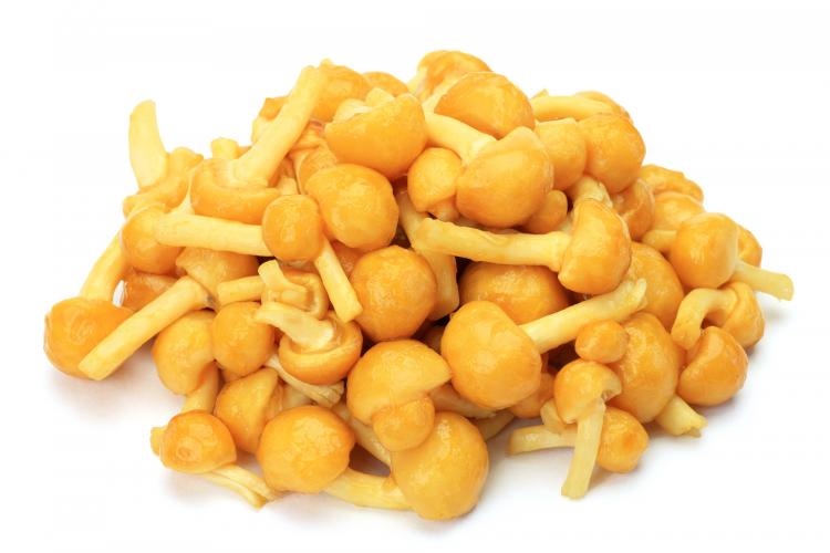 Japanisches Stockschwämmchen (Nameko)