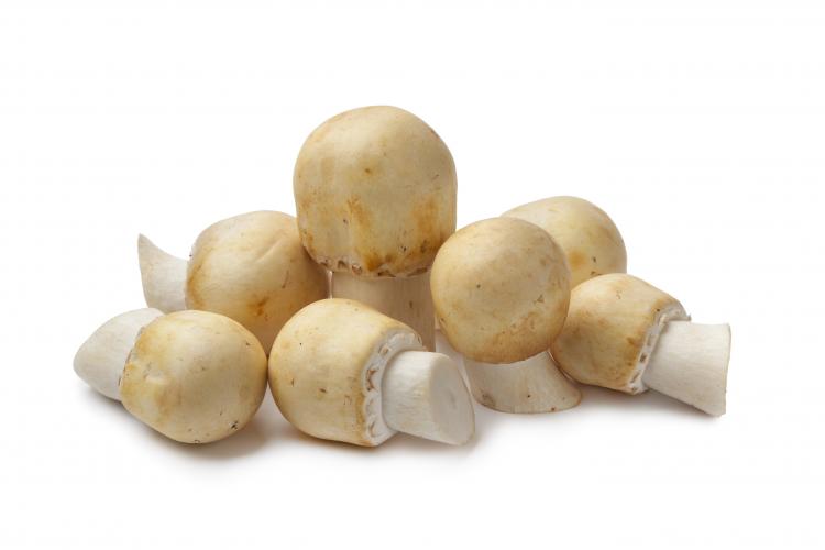 Ackerpilz