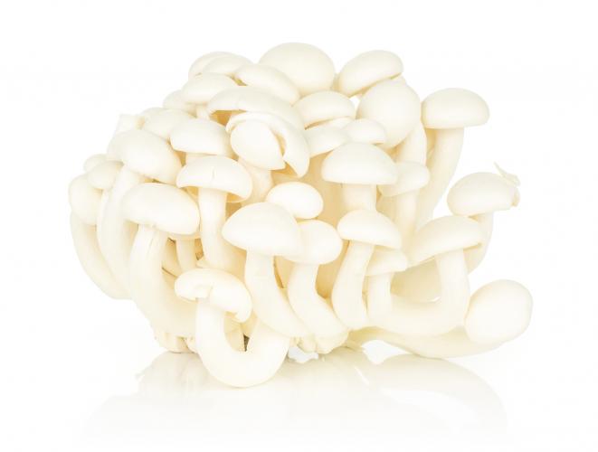 Weißer Buchenpilz