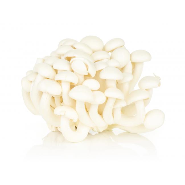 Weißer Buchenpilz