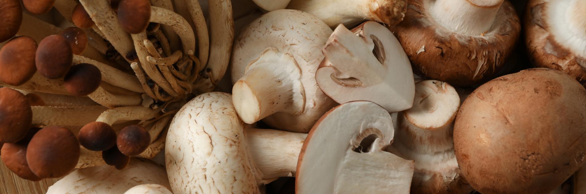 Kultivierte Pilze