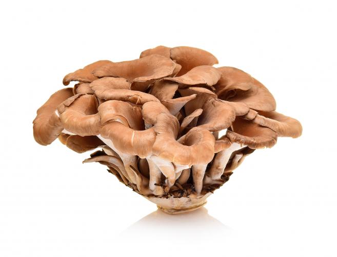 Gemeiner Klapperschwamm (Maitake)