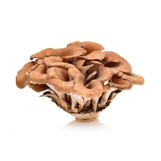 Gemeiner Klapperschwamm (Maitake)