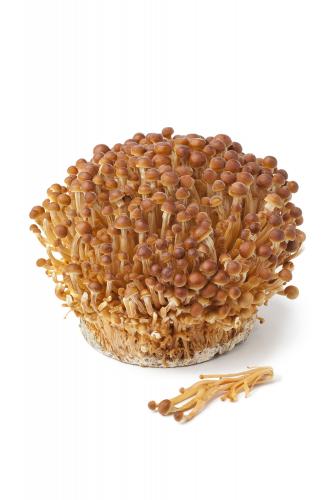 Goldener Samtfußrübling (Golden Enoki)