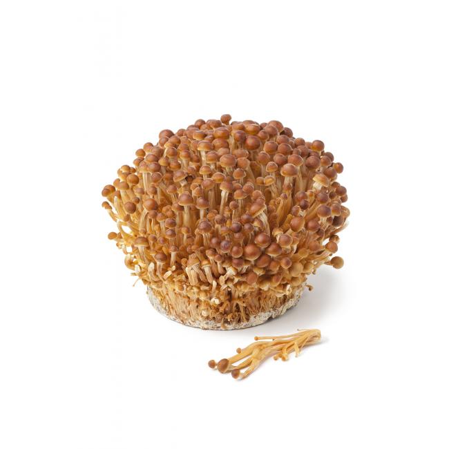 Goldener Samtfußrübling (Golden Enoki)