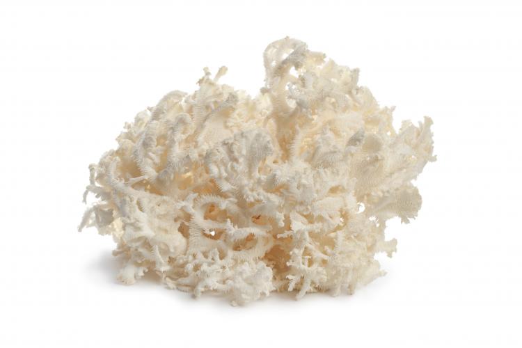 Kammförmiger Korallenpilz